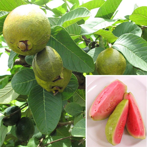 Guava Tree For Sale Ruby Supreme Guava Tree
