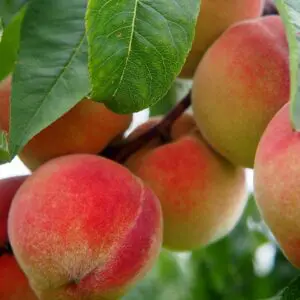 sam-houston-peach-tree-1