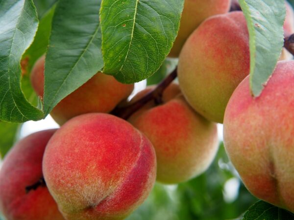 sam-houston-peach-tree-1