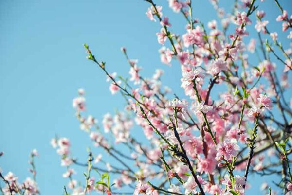 sam-houston-peach-tree-2