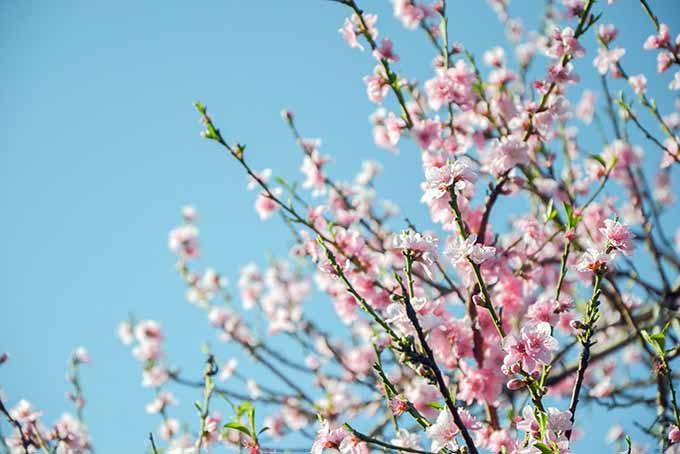 Container Gardening With Fruit Trees - University of Houston