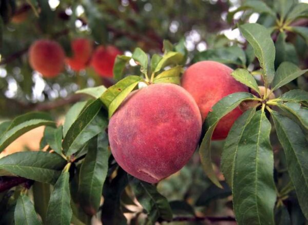 sam-houston-peach-tree-3