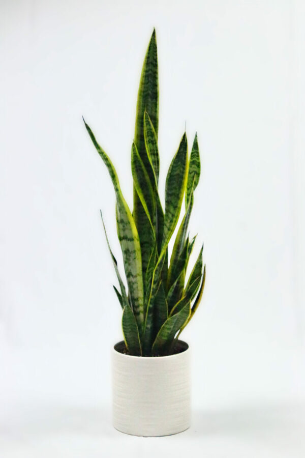 Sansevieria Futura