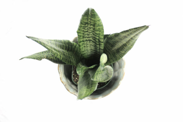 Sansevieria Futura