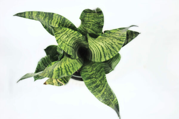 Sansevieria Futura