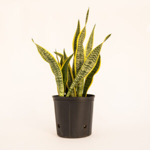 Sansevieria - Superba (Snake Plant) - XL