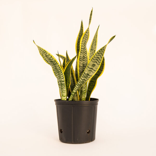 Sansevieria - Superba (Snake Plant) - XL