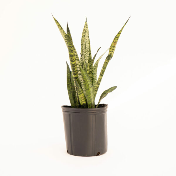 Sansevieria -Zeylanica (Snake Plant)