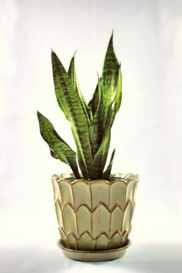 sansevieria-zeylanica-plant_2-scaled