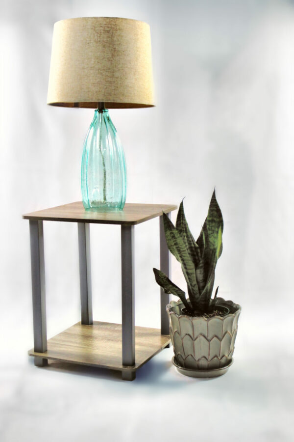 sansevieria-zeylanica-plant_3-scaled