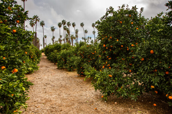 Navel Orange Grove