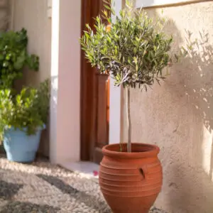 Olive,Tree,In,Red,Clay,Pot,By,A,Door,In