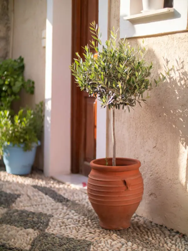 Olive,Tree,In,Red,Clay,Pot,By,A,Door,In