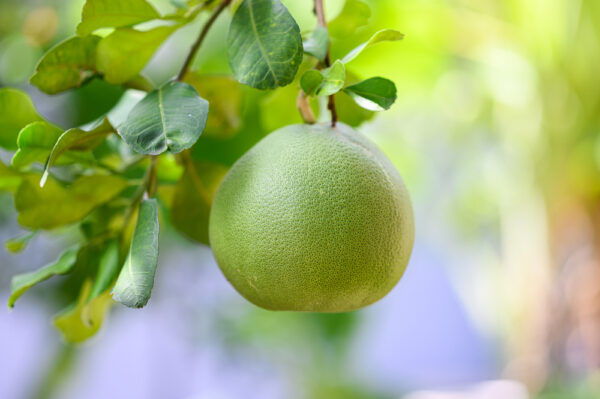 Pomelo