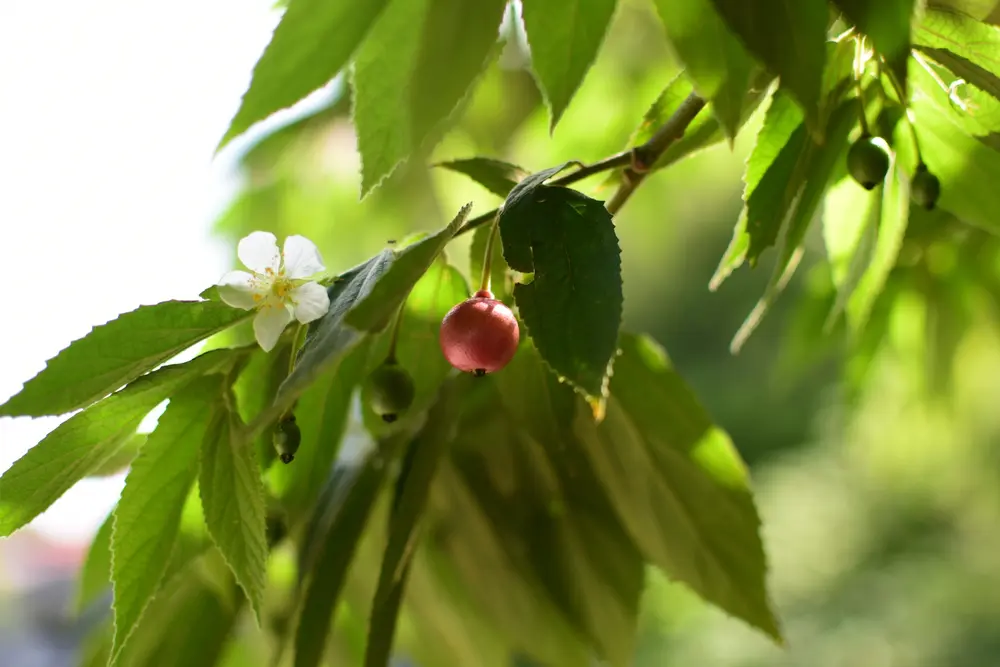 Strawberry Tree (Height: 3 - 4 FT)