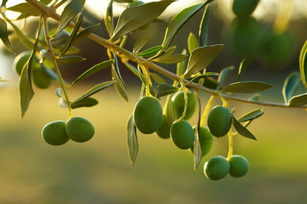 Detail,Of,Olive,Tree,Branch