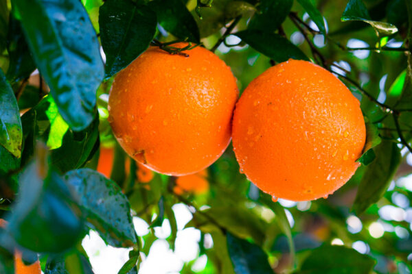 Navel Oranges On The Tree