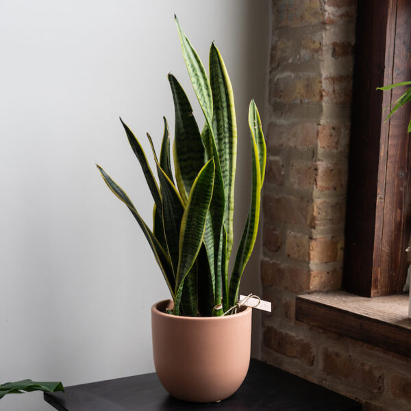 Sansevieria - Laurentii (Snake Plant)