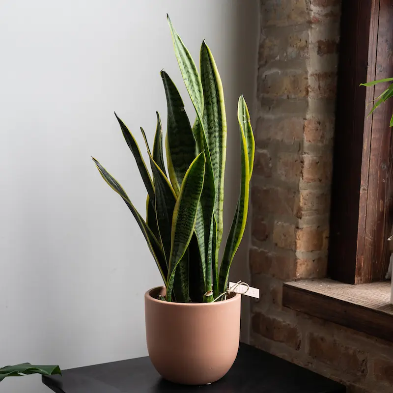 Sansevieria Laurentii (Pot: Grower Pot)