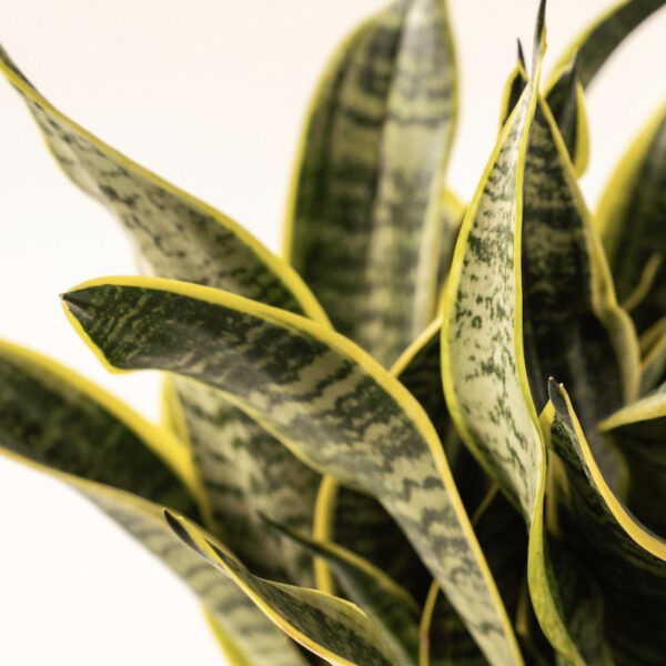 snake-plant_2