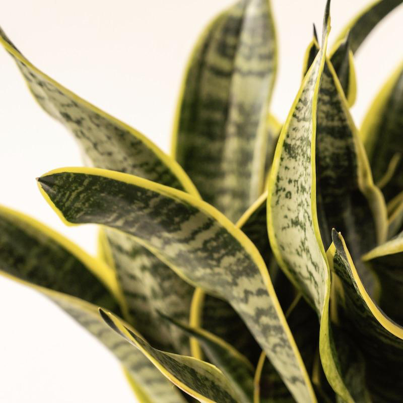 Sansevieria Laurentii (Pot: Grower Pot)