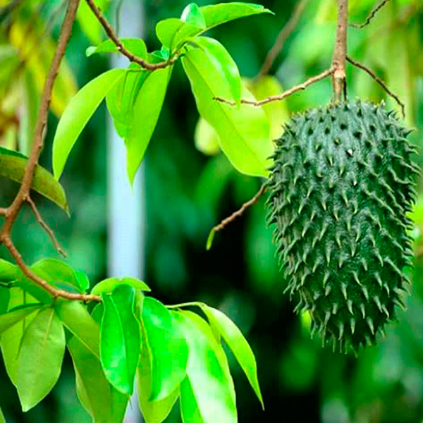 Soursop (Guanabana) Tree (Height: 2 - 3 FT)