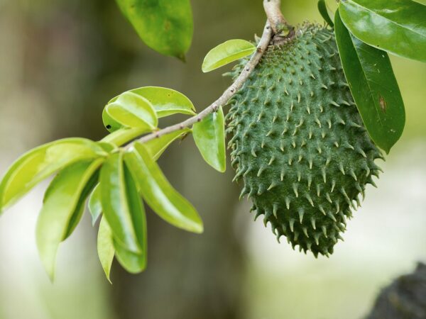 soursop-guanabana-tree