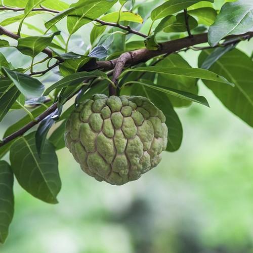 Sugar Apple Tree (Height: 2 - 3 FT)