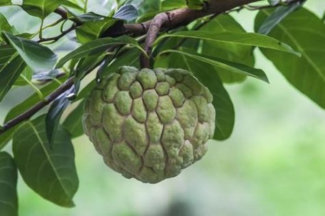 sugar apple tree 2