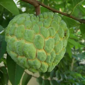 sugar-apple-tree-3
