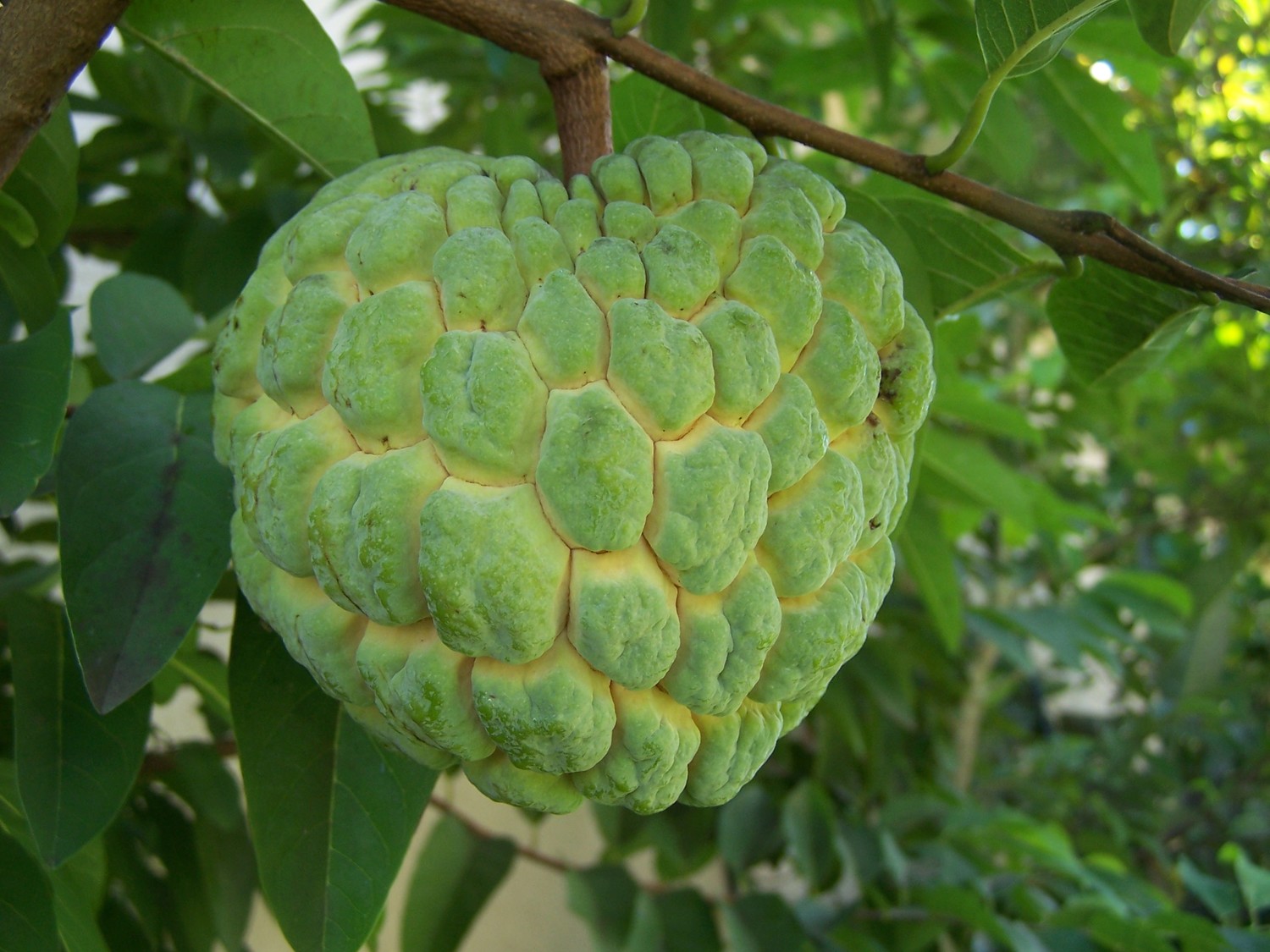 Sugar Apple Tree (Height: 2 - 3 FT)