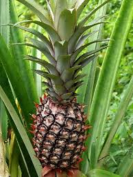 Sugarloaf Pineapple Plant (Height: 6 - 10 IN)