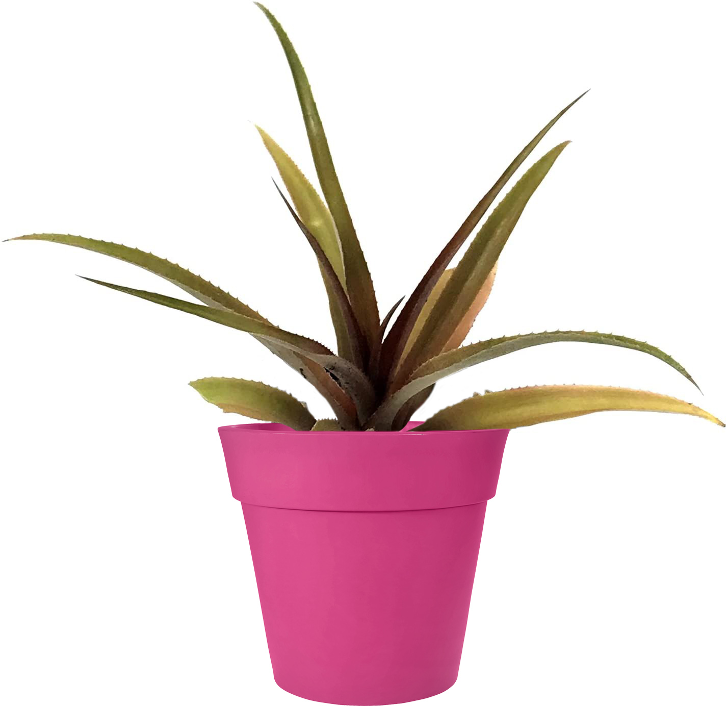 Sugarloaf Pineapple Plant (Height: 6 - 10 IN)