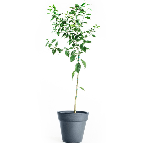 Sunburst Tangerine Tree (Height: 18 - 26 IN)