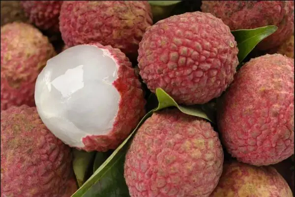 sweetheart-lychee-tree-1