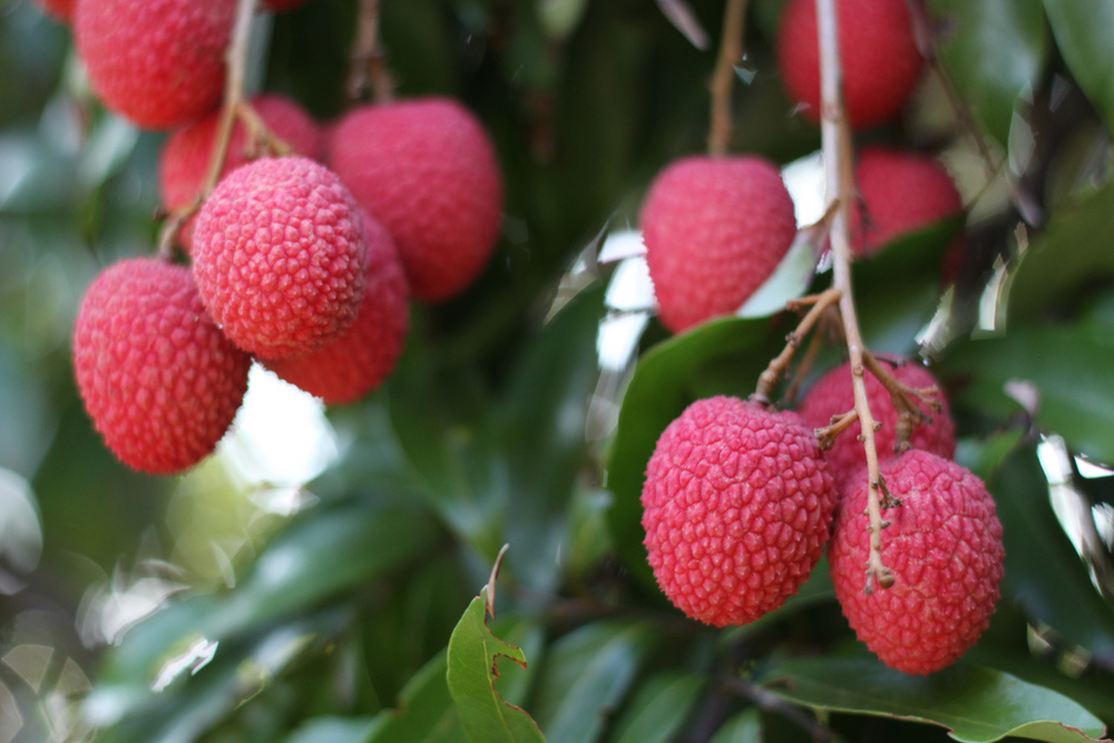 Sweetheart Lychee Tree (Height: 2 - 3 FT)