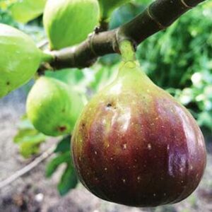 texas-everbearing-fig-tree