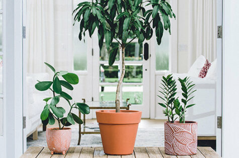 Plants that like to be touched