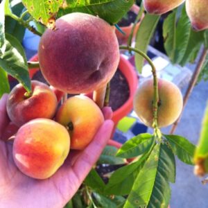 tropic prince peach tree 1