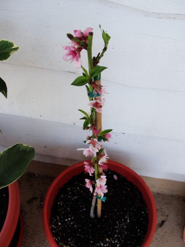 tropic prince peach tree 3