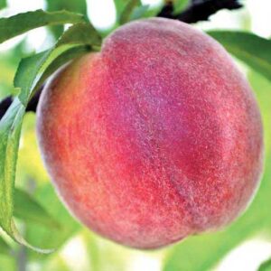 tropic sweet peach tree 2