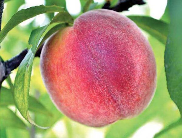 tropic sweet peach tree 2