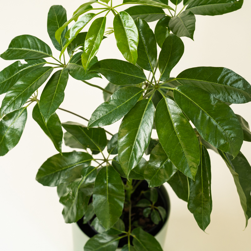 Schefflera Arboricola (Pot: Grower Pot, Add Gift Wrap: Yes)