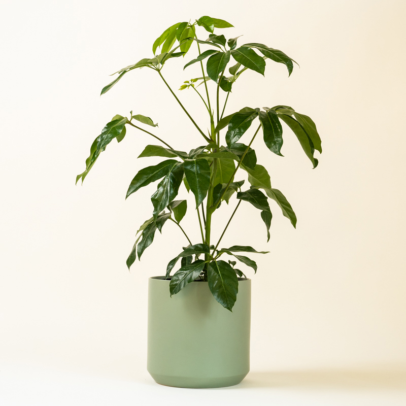 Schefflera Arboricola (Pot: Grower Pot, Add Gift Wrap: No)