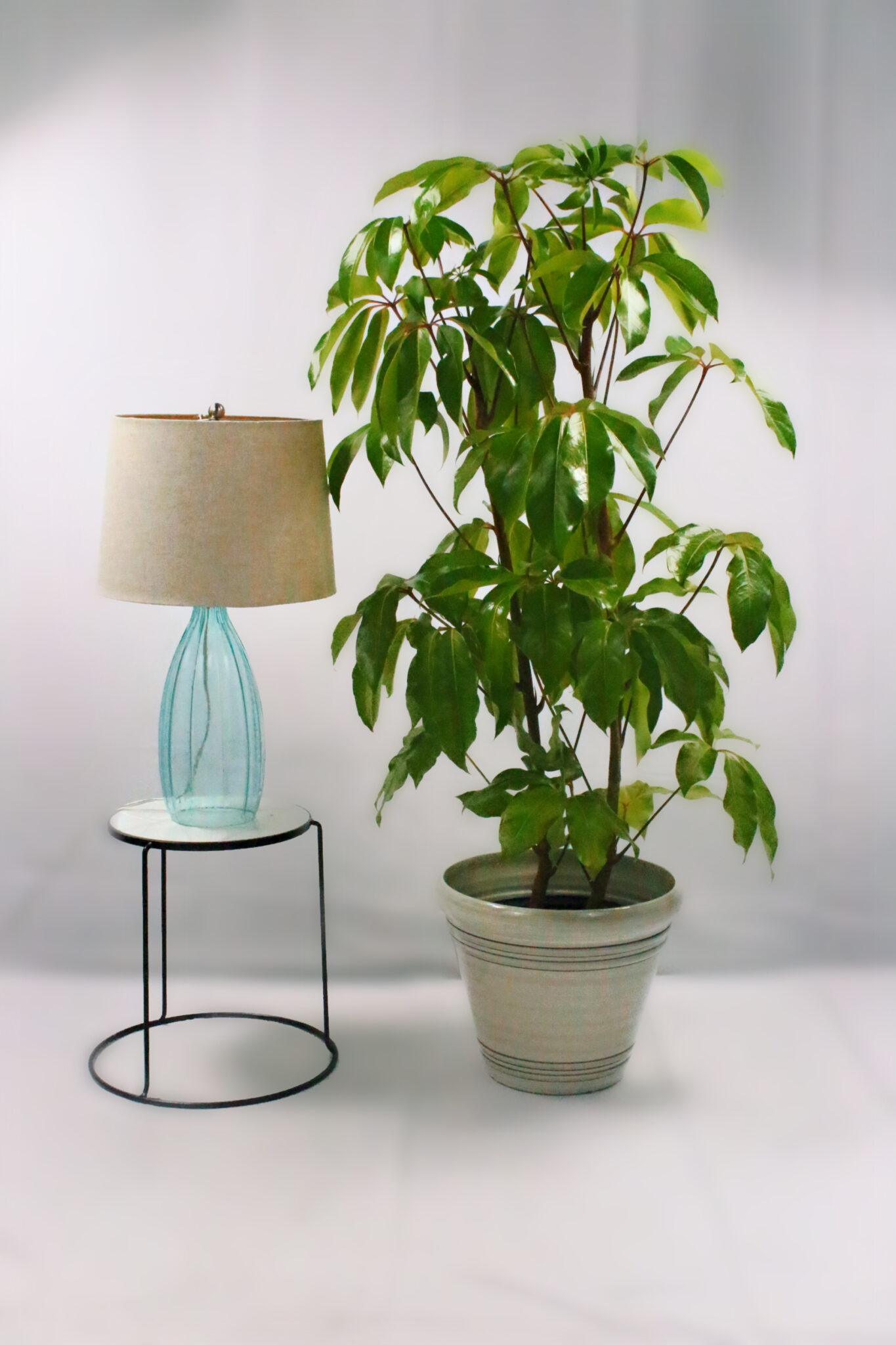 Schefflera Arboricola (Pot: Grower Pot, Add Gift Wrap: Yes)