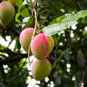 Ripening mangoes hanging from the tree.