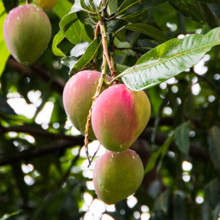valencia-pride-mango-tree-2-sq