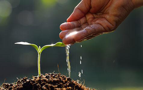 planting citrus tree