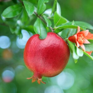 wonderful-pomegratate-tree-1