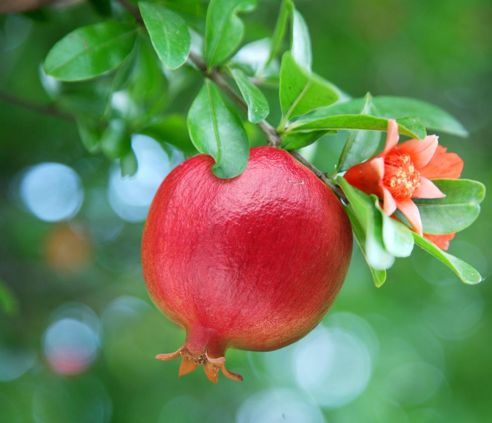 Wonderful Pomegranate Tree (Height: 4 - 5 FT)